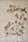 Botanical - 19th Herbarium Board - Dried plants - Ranunculaceae 13