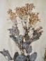 Botanical - 19th Herbarium Board - Dried plants - Ranunculaceae 14