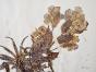 Botanical - 19th Herbarium Board - Dried plants - Christmas rose