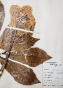 Botanical - 19th Herbarium Board - Dried plants - Christmas rose