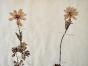 Botanical - 19th Herbarium Board - Dried plants - Ranunculaceae 19