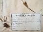 Botanical - 19th Herbarium Board - Dried plants - Ranunculaceae 19