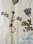 Botanical - 19th Herbarium Board - Dried plants - Sylvie and Barbe au vilain
