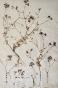 Botanical - 19th Herbarium Board - Dried plants - Larks foot