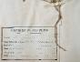 Botanical - 19th Herbarium Board - Dried plants - Ranunculaceae 22