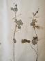 Botanical - 19th Herbarium Board - Dried plants - Ranunculaceae 23