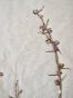 Botanical - 19th Herbarium Board - Dried plants - Ranunculaceae 24