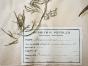 Botanical - 19th Herbarium Board - Dried plants - Stavesacre