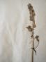 Botanical - 19th Herbarium Board - Dried plants - Ranunculaceae 25