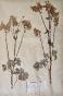 Botanical - 19th Herbarium Board - Dried plants - Aquilegia
