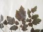 Botanical - 19th Herbarium Board - Dried plants - Asteraceae