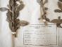 Botanical - 19th Herbarium Board - Dried plants - Barberry