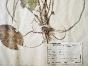 Botanical - 19th Herbarium Board - Dried plants - Nymphaeaceas