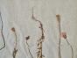 Botanical - 19th Herbarium Board - Dried plants - Papaveraceae 1