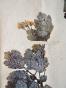 Botanical - 19th Herbarium Board - Dried plants - Papaveraceae 13