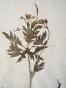 Botanical - 19th Herbarium Board - Dried plants - Papaveraceae
