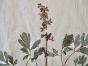 Botanical - 19th Herbarium Board - Dried plants - Fumariaceae 1
