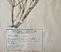 Botanical - 19th Herbarium Board - Dried plants - Fumariaceae 2