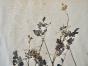 Botanical - 19th Herbarium Board - Dried plants - Fumariaceae 3