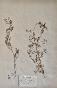 Botanical - 19th Herbarium Board - Dried plants - Fumariaceae 5