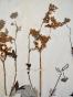 Botanical - 19th Herbarium Board - Dried plants - Queen of the meadows