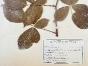Botanical - 19th Herbarium Board - Dried plants -  Rosaceae 12