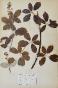 Botanical - 19th Herbarium Board - Dried plants - Rosaceae 13