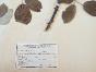 Botanical - 19th Herbarium Board - Dried plants - Rosaceae 13