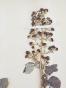 Botanical - 19th Herbarium Board - Dried plants - Rosaceae 14