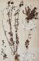 Botanical - 19th Herbarium Board - Dried plants - Burnet and Rosaceae