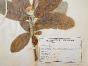 Botanical - 19th Herbarium Board - Dried plants - Water lily and Quince tree