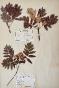 Botanical - 19th Herbarium Board - Dried plants - Mountain ash