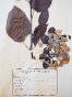 Botanical - 19th Herbarium Board - Dried plants - Pear tree