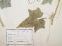Botanical - 19th Herbarium Board - Dried plants - Pickle and Cucumber
