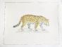 LA ROCHE LAFFITTE - Original painting - Watercolor - Cheetah 2