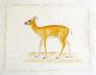 LA ROCHE LAFFITTE - Original painting - Watercolor - Deer 4