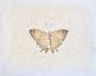 LA ROCHE LAFFITTE - Original painting - Watercolor - Beige Butterfly