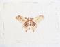 LA ROCHE LAFFITTE - Original painting - Watercolor - Brown Butterfly 6