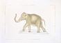 LA ROCHE LAFFITTE - Original painting - Watercolor - Elephant