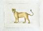 LA ROCHE LAFFITTE - Original painting - Watercolor - Lioness