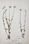 Botanical - 19th Herbarium Board - Dried plants - Corymbifera 1