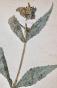 Botanical - 19th Herbarium Board - Dried plants - Corymbifera 5