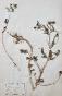 Botanical - 19th Herbarium Board - Dried plants - Corymbifera 6