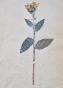 Botanical - 19th Herbarium Board - Dried plants - Corymbifera 7