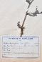 Botanical - 19th Herbarium Board - Dried plants - Corymbifera 8