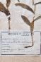 Botanical - 19th Herbarium Board - Dried plants - Corymbifera 12