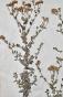 Botanical - 19th Herbarium Board - Dried plants - Corymbifera 14