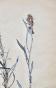 Botanical - 19th Herbarium Board - Dried plants - Corymbifera 17