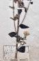 Botanical - 19th Herbarium Board - Dried plants - Corymbifera 18