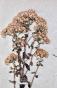 Botanical - 19th Herbarium Board - Dried plants - Corymbifera 18